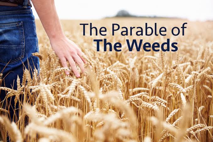 image parable of weeds